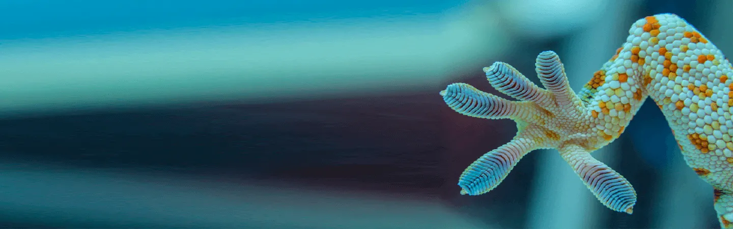 geco-darwin fondo azul